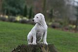 DOGUE ARGENTIN 258